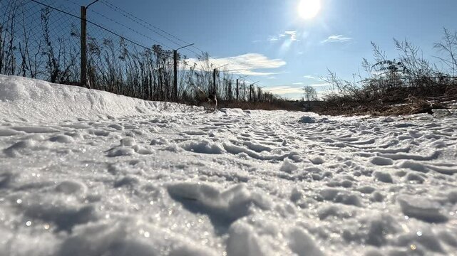 Cold winter sunny day. A dog on a walk runs in the snow along a fence with barbed wire. Slow motion.