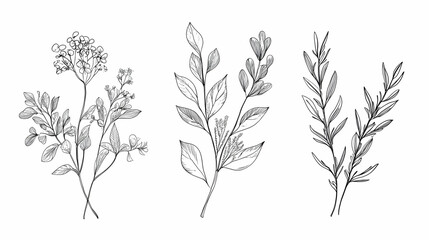 Naklejka premium Three framed minimalist botanical sketches of various leaves and stems in black and white. 
