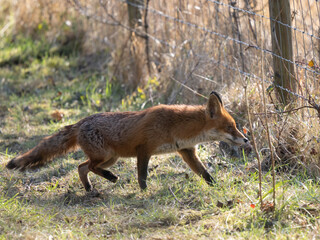 Red Fox Walking on a Path