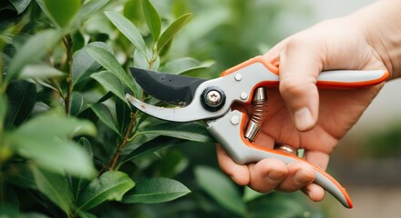 Hand pruning green bush with sharp garden shears