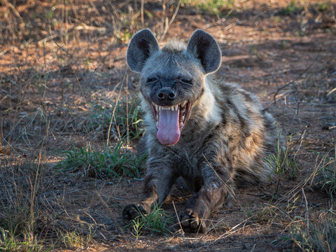 Jeune hy&egrave;ne en train de bailler