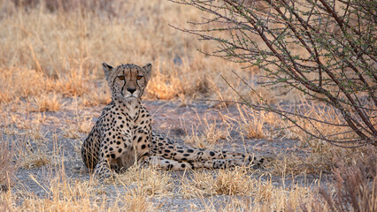 Guépard couché à l'ombre d'un buisson