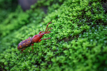 Close-up Brentidae, beautiful red and yellow patterned eyes on moss in a bright and completely green natural forest.