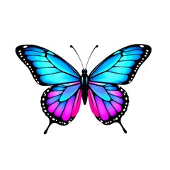 butterfly isolated on white