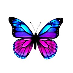 Obraz premium butterfly isolated on white