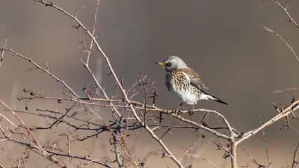 Fieldfare (Turdus pilaris) in a Tree