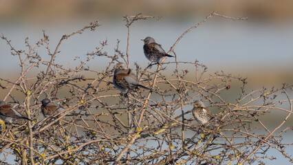 Fieldfare (Turdus pilaris)