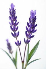 Obraz premium Delicate purple lavender blossoms, isolated on pure white , aromatic plant, texture, fragrance
