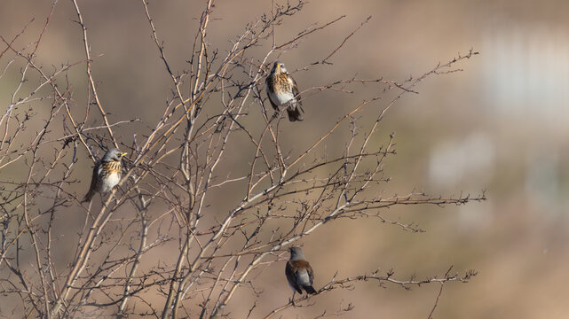 Fieldfare (Turdus pilaris)
