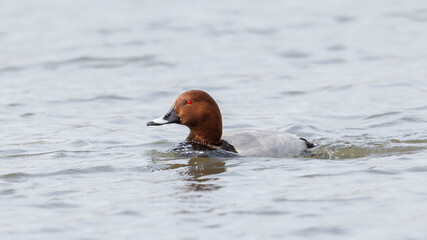  Common Pochard (Aythya ferina)
