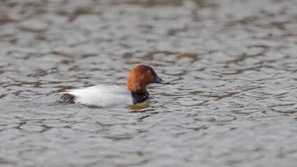  Common Pochard (Aythya ferina)