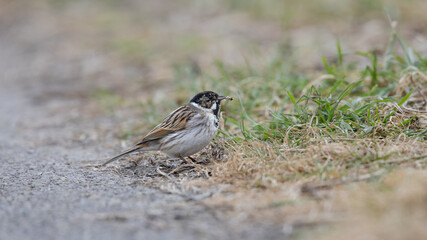 Common Reed Bunting (Emberiza schoeniclus)
