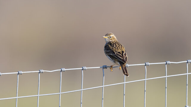 Meadow Pipit (Anthus pratensis) Perched on a Fence