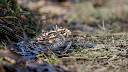 Fototapeta premium Female Common Reed Bunting (Emberiza schoeniclus) Feeding on the Ground