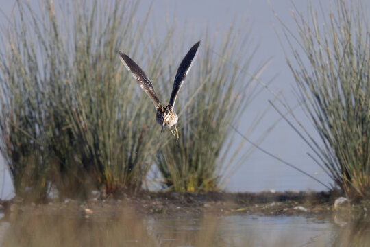 Common snipe (Gallinago gallinago) Flying Towards the Camera