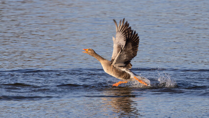 Gadwall (Mareca strepera) Taking Flight