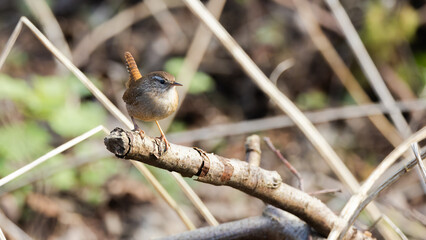 Eurasian Wren (Troglodytes troglodytes)