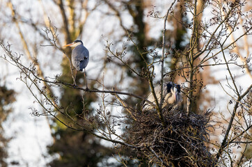 Grey Heron (Ardea cinerea)