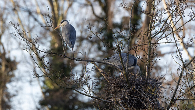 Grey Heron (Ardea cinerea) Sitting Above its Nest in Spring