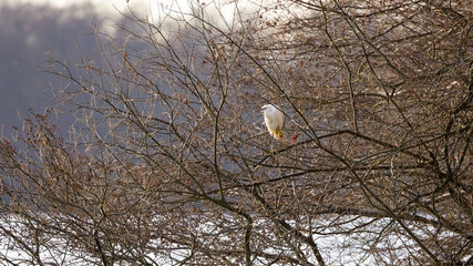  Little Egret (Egretta garzetta) ina Tree over a Lake