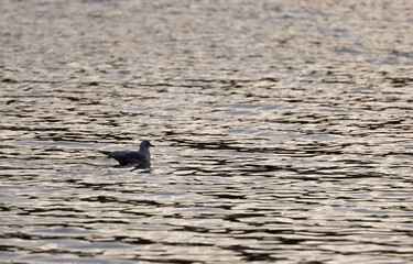 Lone Black-headed Gull (Chroicocephalus ridibundus) in the Evening