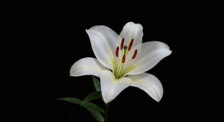 Fototapeta premium White Lily Flower Isolated on Black Background, Nature Floral Close-up