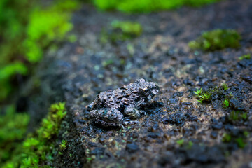 Close-up of a cute little frog with rough skin on green moss in a rainy season rainforest in a lush forest in Thailand.