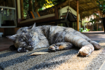 A tabby cat sleeps comfortably on a doormat on the floor of a shady wooden house.