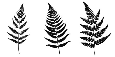 Fototapeta premium fern leaves set sketch illustration