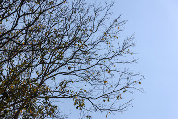 Summer tree branches, beautiful shape, sky background