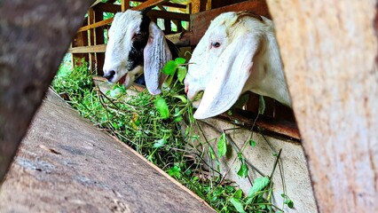 White goats eating grass in the wooden pen