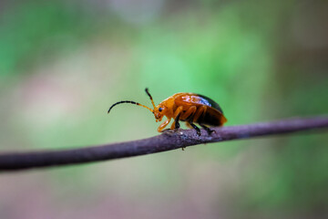 selective focus Leaf beetle, orange with black wings, on branch in a forest in Thailand, a close-up of a cute little beetle