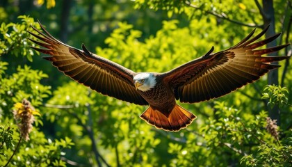 Obraz premium A majestic eagle soars effortlessly through vibrant green woodland, sunlight dappling its feathers, stock photo, woodland
