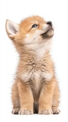 Obraz premium Woodland animals habitat hidden. A fluffy, adorable fox cub gazes upward with bright blue eyes, showcasing its soft fur and playful demeanor.