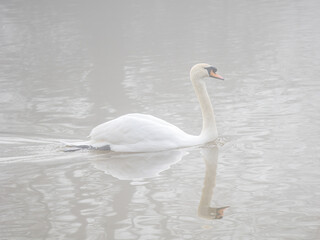 Obraz premium Mute Swan in the Fog