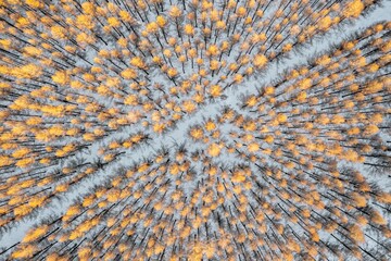 Aerial view of a snowy forest with yellow trees in Saihanba, China in winter