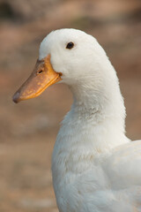 portrait of a white duck