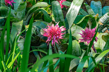 flores com flolhagem