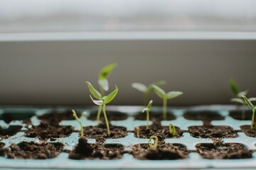Seedlings in a plastic tray close-up. Planted seed and after some time grown sprouts