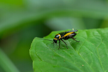 close up Gold-bordered Cockroach on green leaves in the forest in the rainy season. Green nature background.