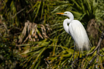 A Great egret perched on a tree