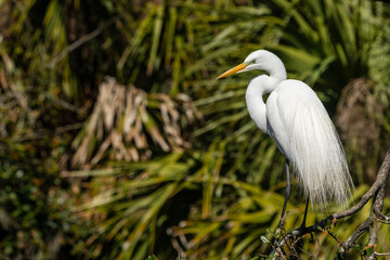 A Great egret perched on a tree