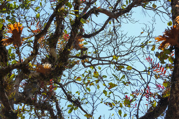 Summer branch texture background, Asian tree branches in summer, low angle view under the tree, beautiful branch shape pattern, sky background.