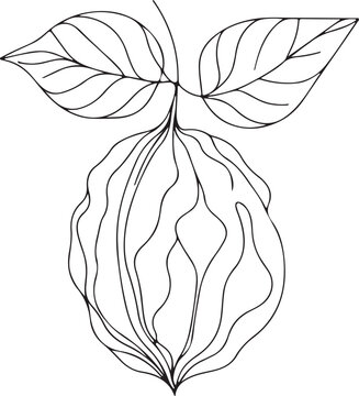 recommend clip art: Elegant Line Drawing of a Walnut Nut