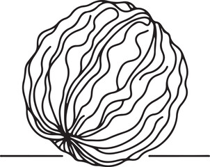 Elegant Line Drawing of a Walnut Nut