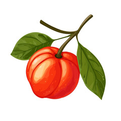 A hand-drawn colorful Acerola.. Trendy abstract minimal style. Natural fresh Dill. Vector illustration isolated on white