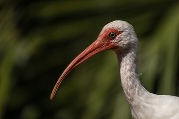 Portrait of an American Ibis