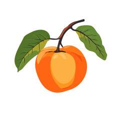 A hand-drawn colorful American Persimmon. Trendy abstract minimal style. Natural fresh Dill. Vector illustration isolated on white