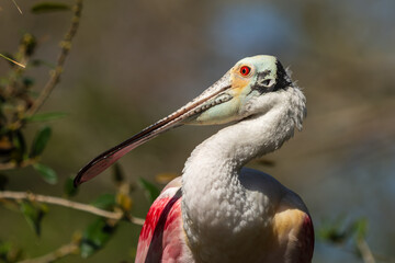 Closeup of a Roseate Spoonbill preening
