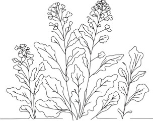 Minimalist Line Art of Mustard Greens Plant